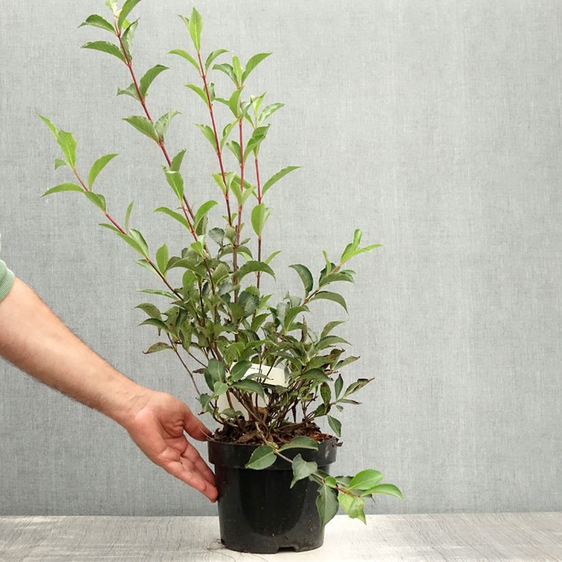 Weigela florida Korea 2L/3L pot sample as delivered in summer