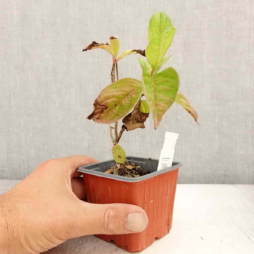 Weigela florida Lime Monster 8/9 cm pot sample as delivered in summer