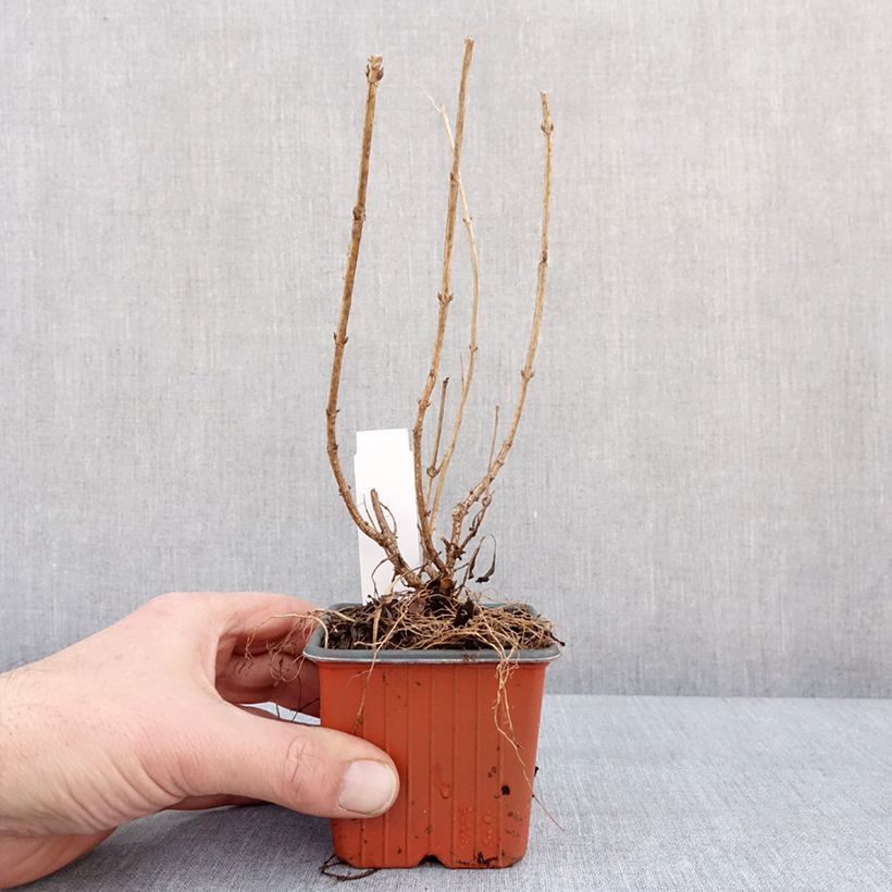 Weigela florida Minor Black 8/9 cm pot sample as delivered in winter
