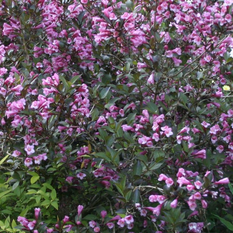 Weigela florida Nana Purpurea (Flowering)