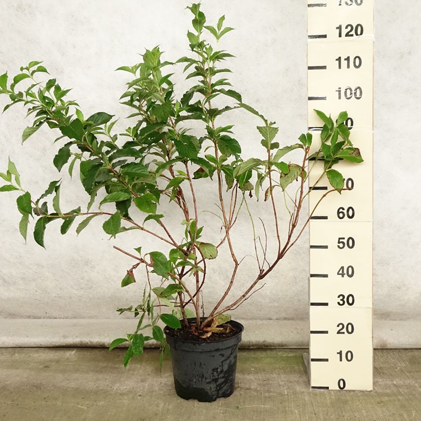 Weigela florida Rosea 7.5L/10L pot sample as delivered in summer