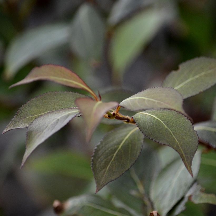 Weigela florida Victoria (Foliage)