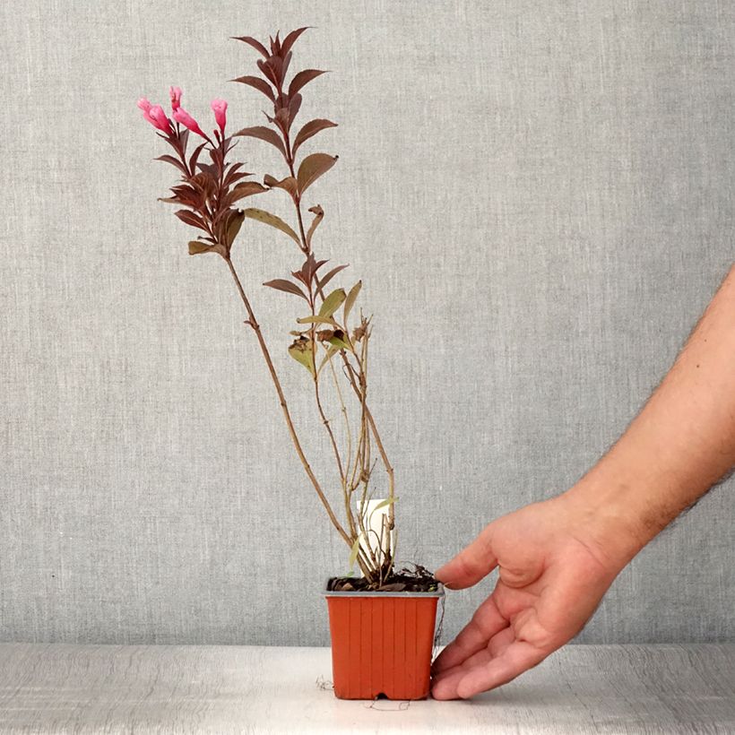 Weigela florida Victoria 8/9 cm pot sample as delivered in summer