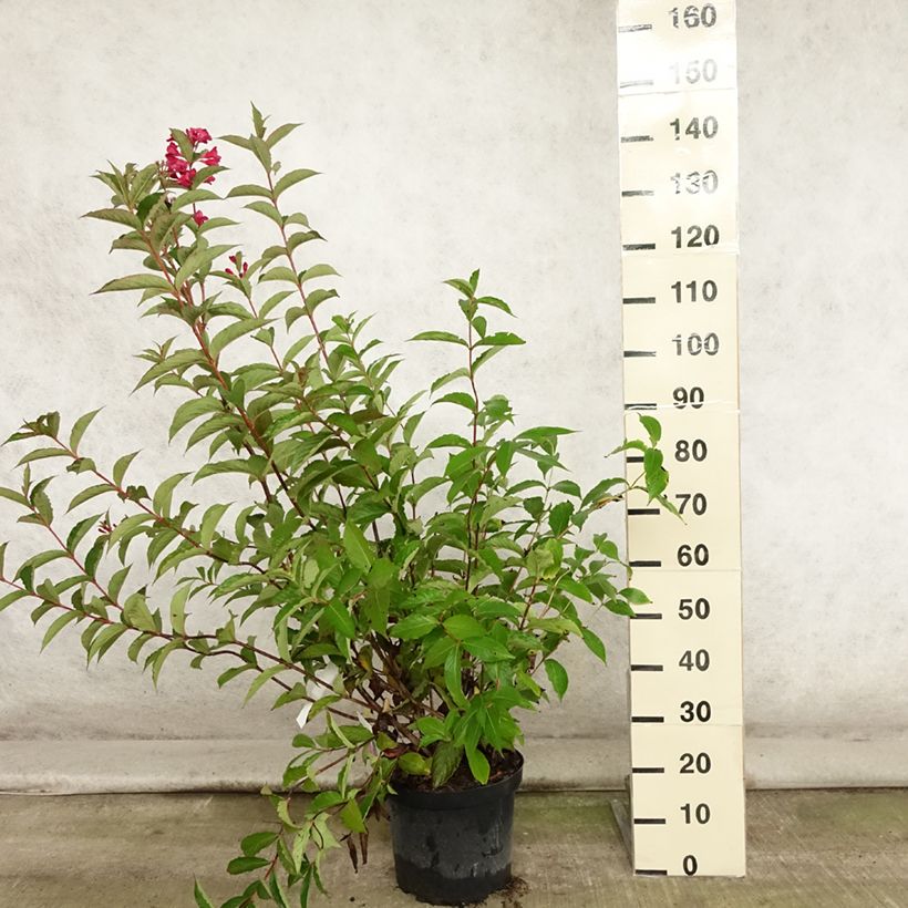 Weigela Red Prince 7.5L/10L pot sample as delivered in summer