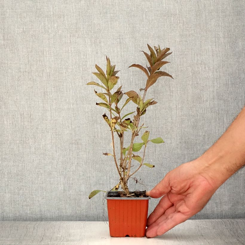 Weigela Minuet 8/9 cm pot sample as delivered in summer
