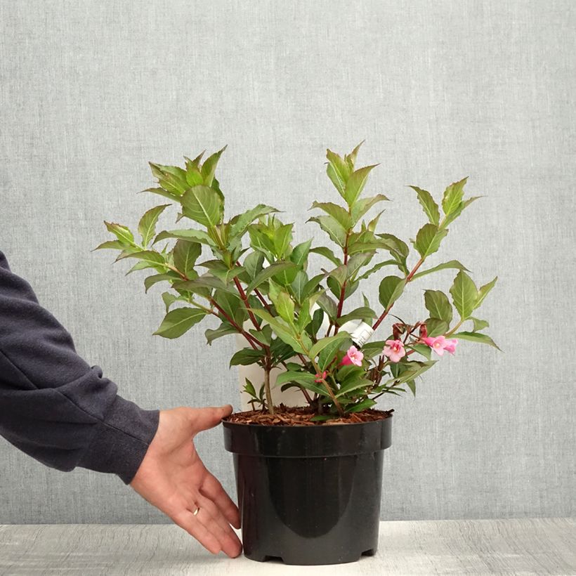 Weigela Minuet 2L/3L pot sample as delivered in summer