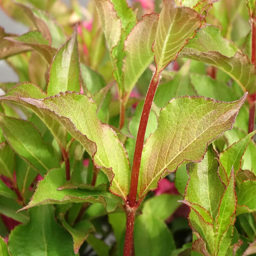 Weigela x florida Rumba (Foliage)