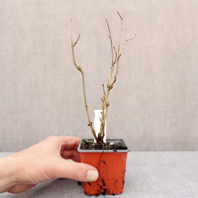 Weigela Snowflake 8/9 cm pot sample as delivered in winter