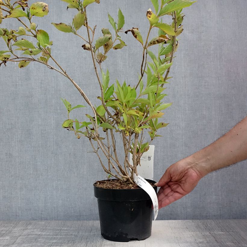 Weigela Snowflake 3L/4L pot sample as delivered in summer