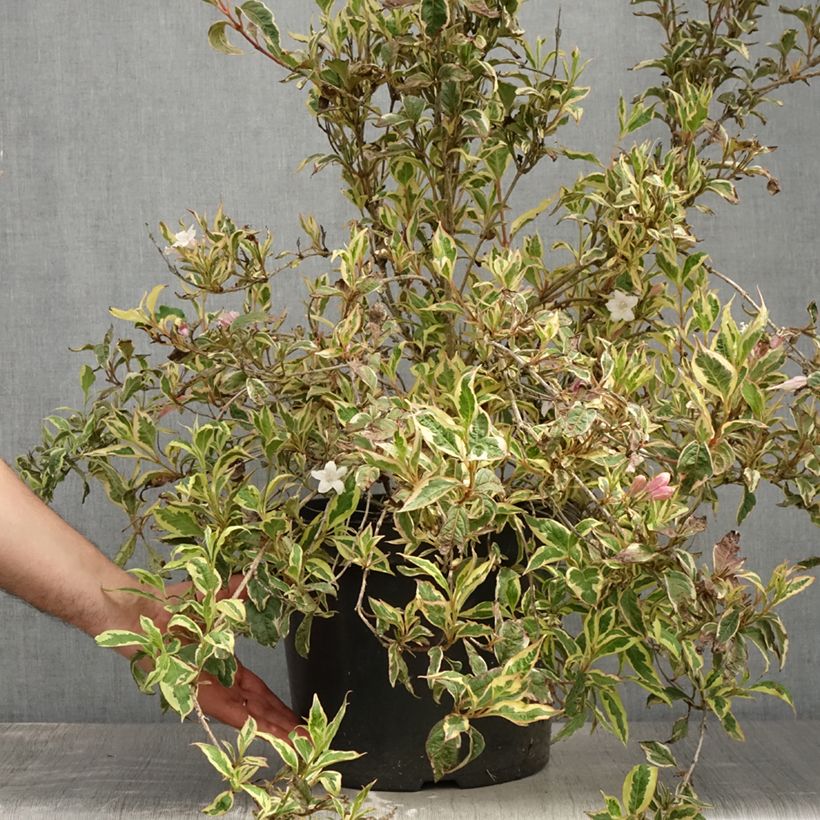 Weigela florida White Lightning 7.5L/10L pot sample as delivered in summer