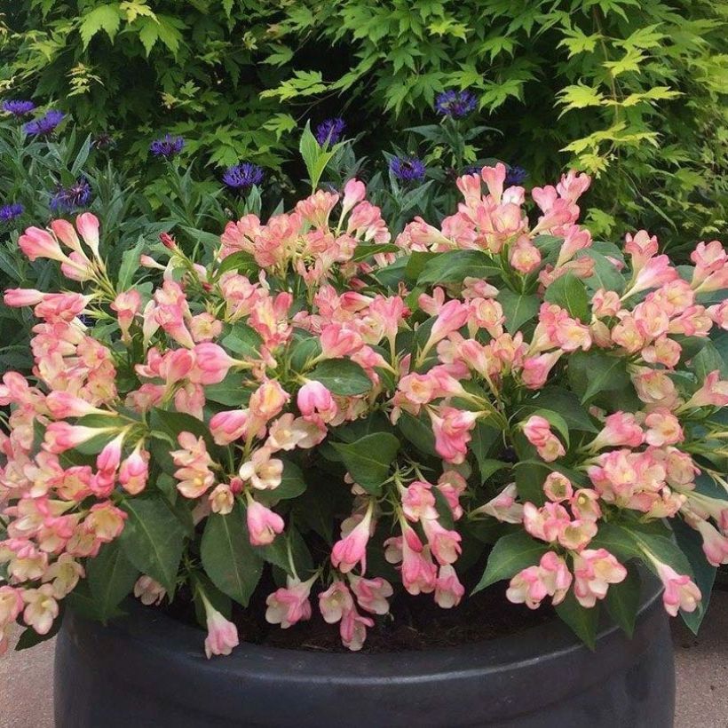 Weigela All Summer Peach (Flowering)