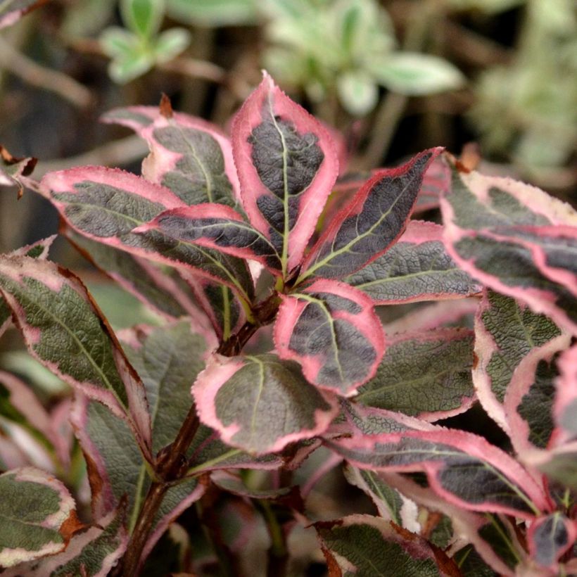 Weigela florida Monet Verweig (Foliage)