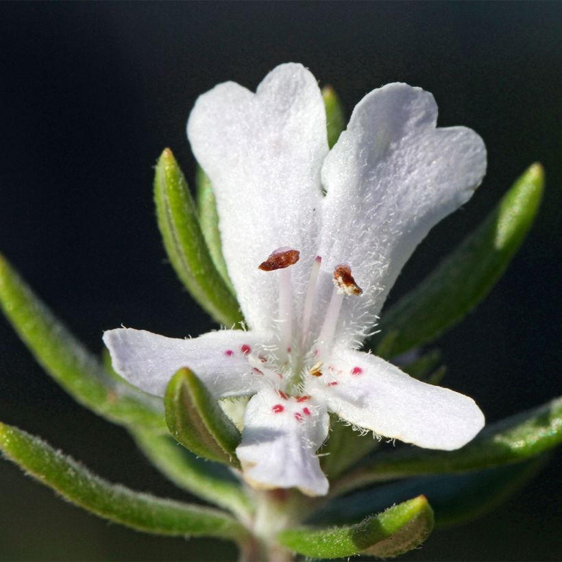 Westringia fruticosa Mundi (Flowering)