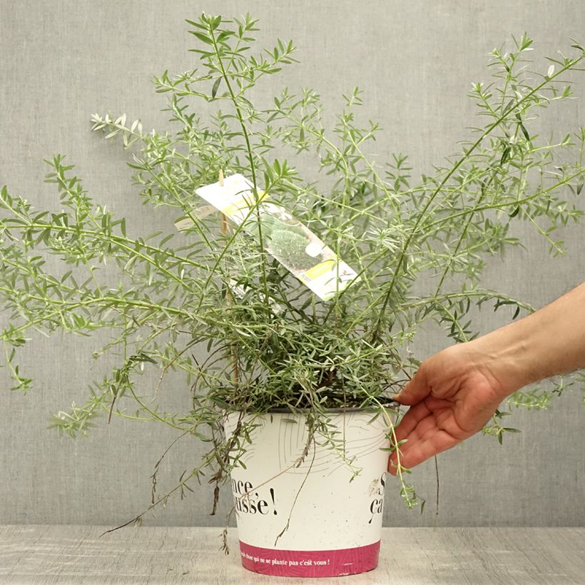 Westringia fruticosa Mundi 3L/4L pot sample as delivered in summer