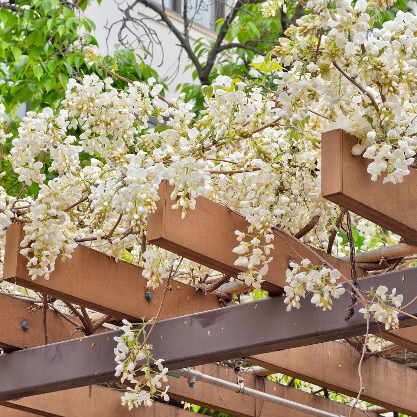 Wisteria brachybotrys White Silk (Plant habit)