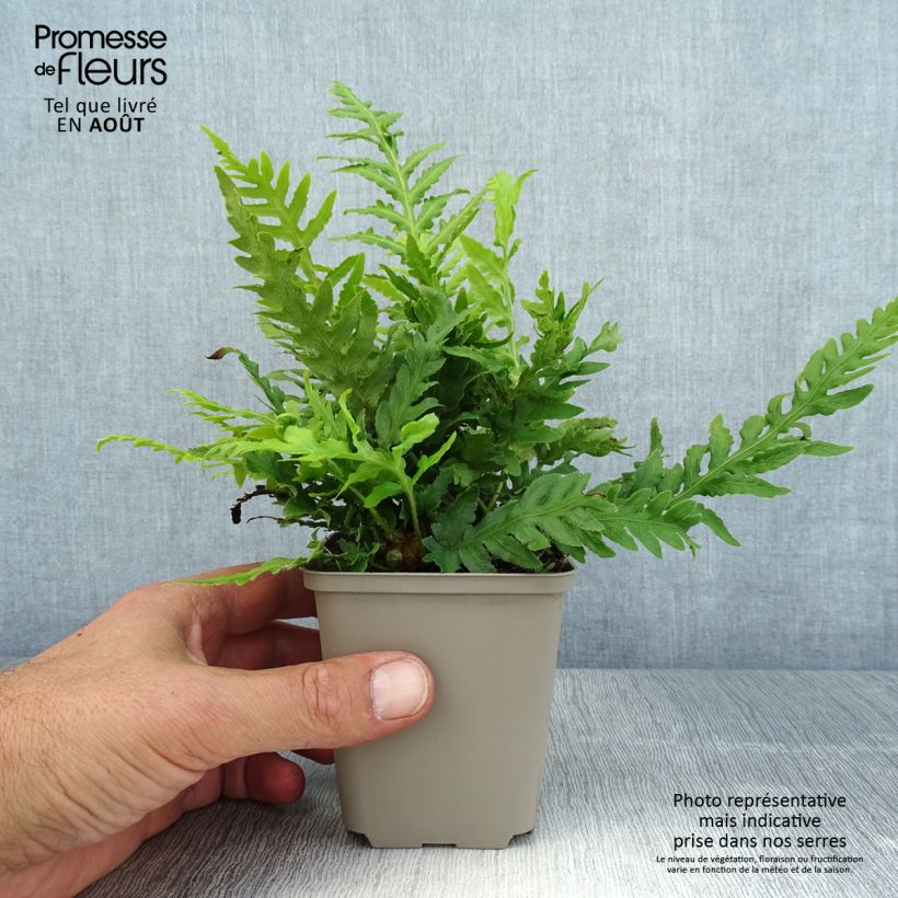 Woodwardia fimbriata  8/9 cm pot sample as delivered in summer