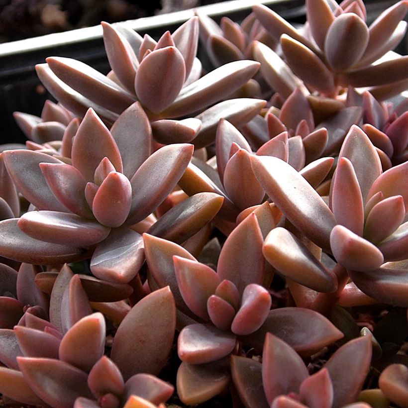 Graptosedum Bronze (Foliage)