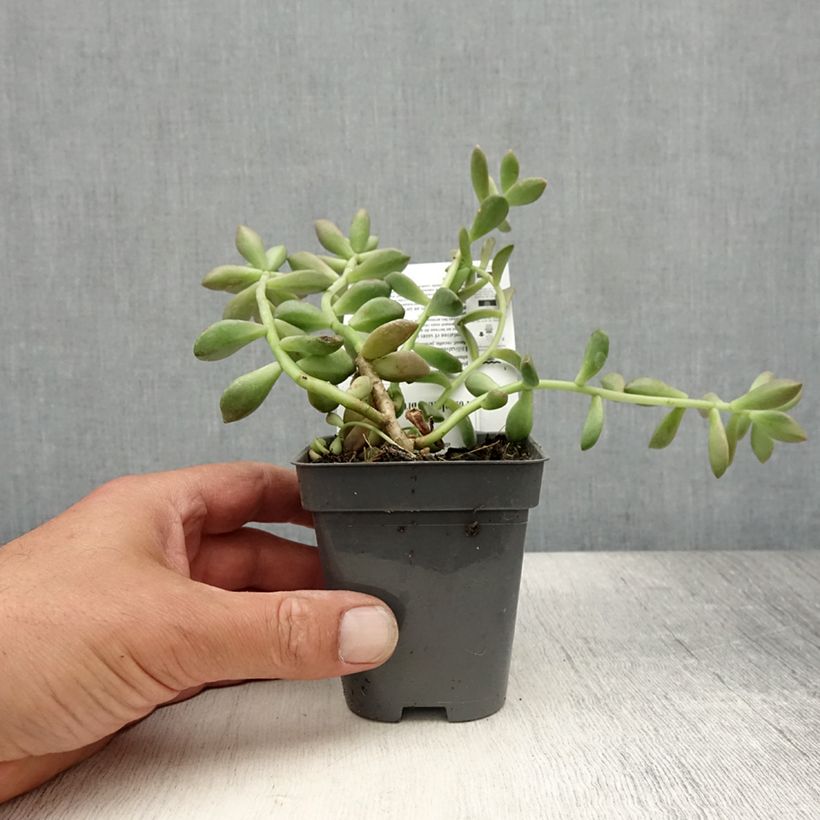Graptosedum Bronze 8/9 cm pot sample as delivered in summer