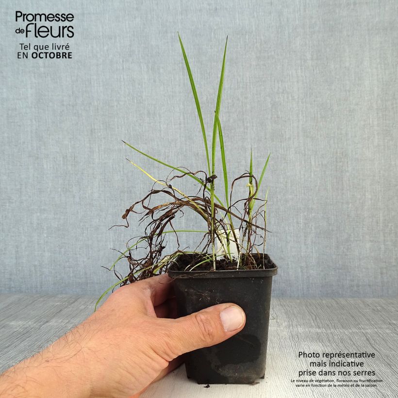 Rhodoxis Ria 8/9 cm pot sample as delivered in autumn