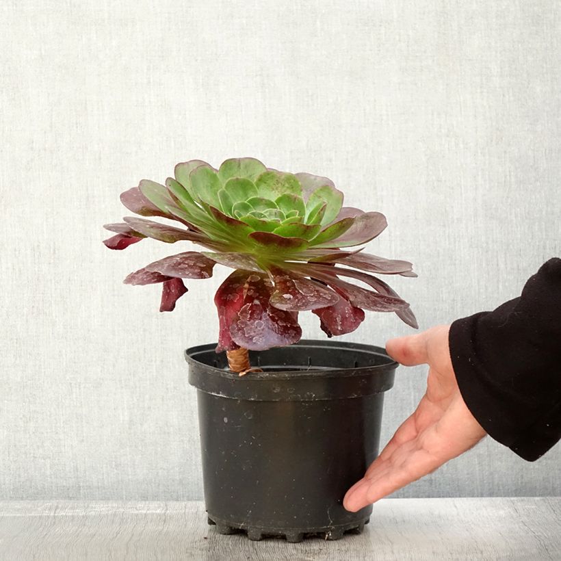 x Semponium Destiny 2L/3L pot sample as delivered in autumn