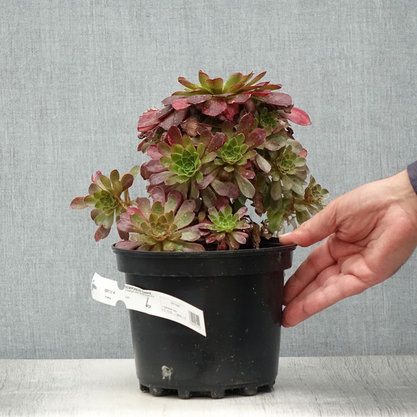 Semponium Sienna 2L/3L pot sample as delivered in summer