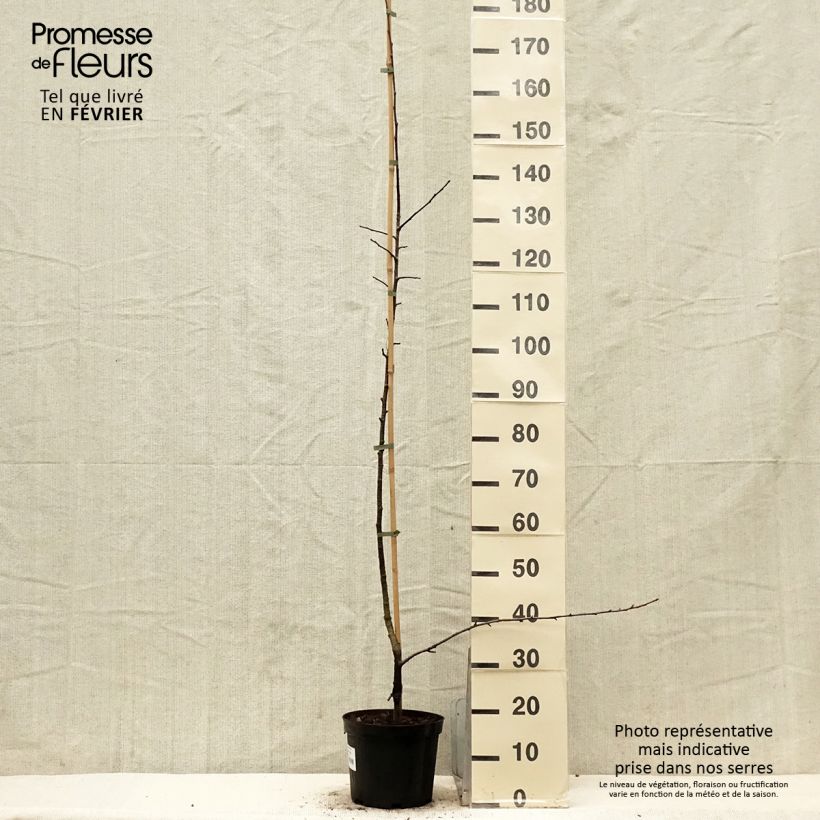 x Sorbopyrus auricularis 4L/5L pot sample as delivered in winter