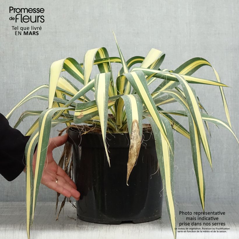 Yucca filamentosa Color Guard 4L/5L pot sample as delivered in spring