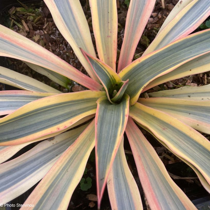 Yucca gloriosa Citrus Twist (Foliage)