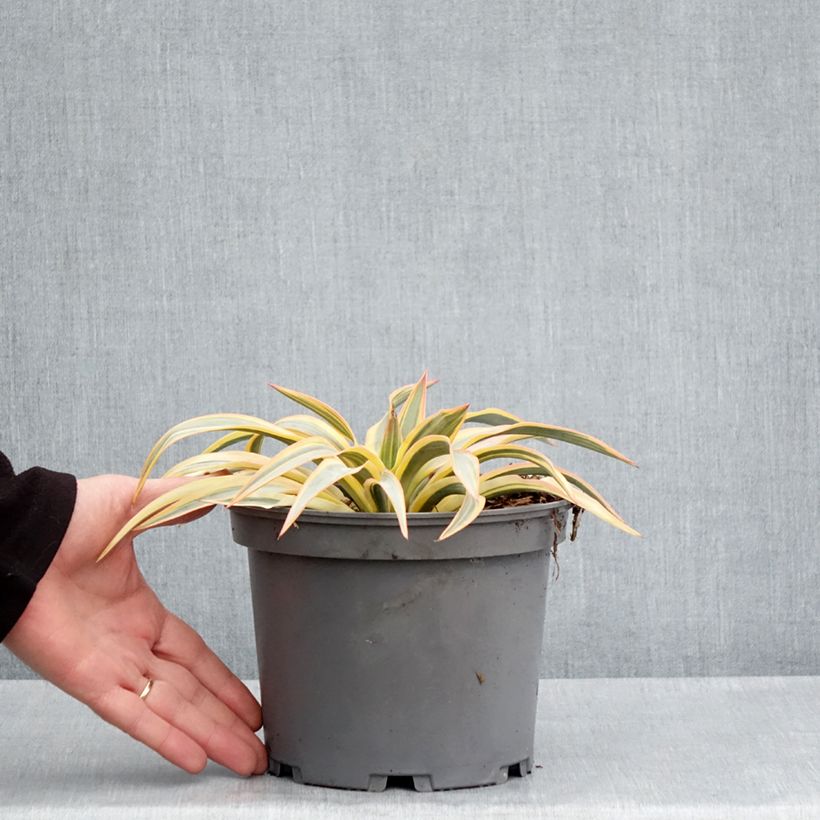 Yucca gloriosa Citrus Twist 2L/3L potShipped height around 20/30cm sample as delivered in spring