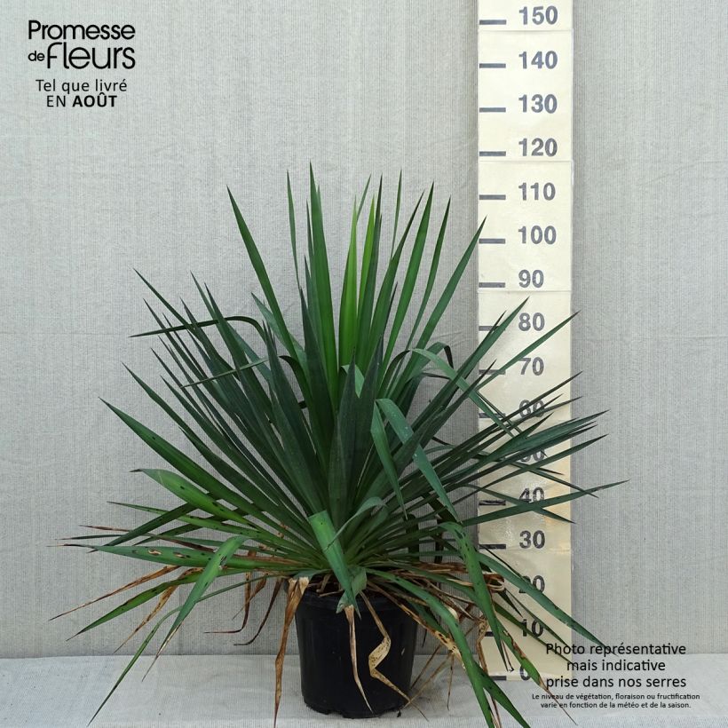 Yucca gloriosa - Spanish Dagger 7.5L/10L pot sample as delivered in summer