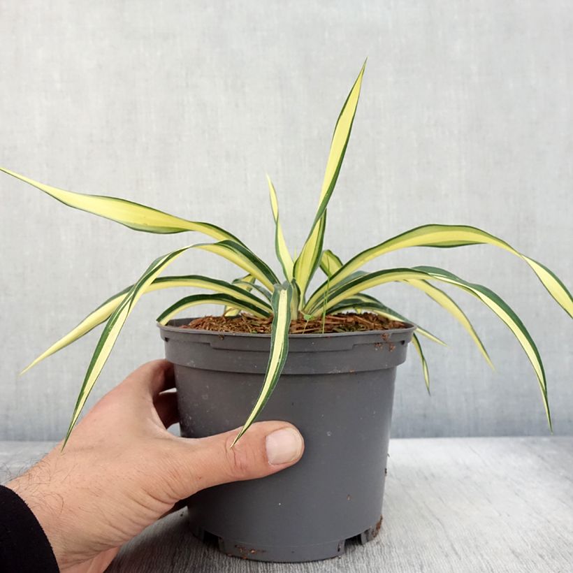 Yucca gloriosa Variegata - Spanish Dagger 2L/3L pot sample as delivered in autumn