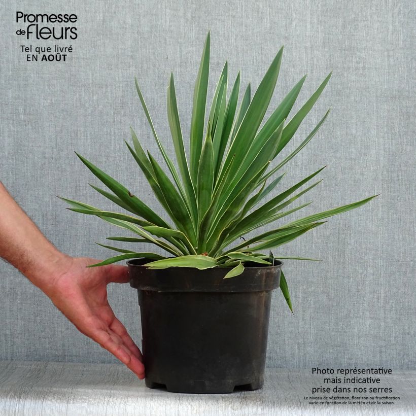 Yucca gloriosa Variegata - Spanish Dagger 2L/3L pot sample as delivered in summer