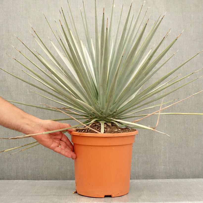 Yucca rigida 7.5L/10L pot sample as delivered in summer