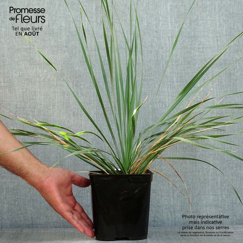 Yucca rostrata Sapphire Skies 3L/4L pot sample as delivered in summer