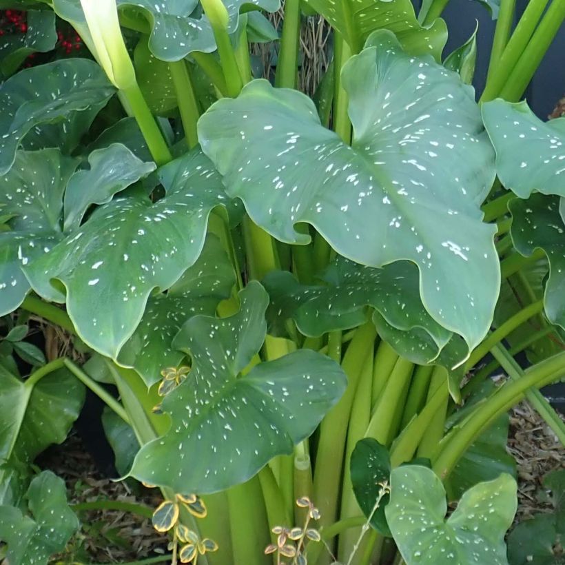 Zantedeschia aethiopica Himalaya - Arum-lily (Foliage)