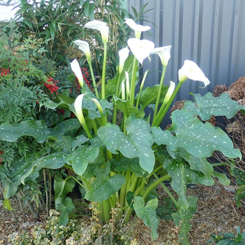 Zantedeschia aethiopica Himalaya - Arum-lily (Plant habit)