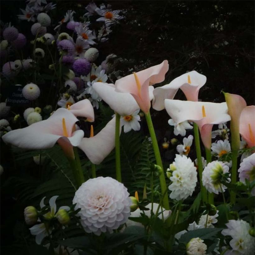 Zantedeschia aethiopica Pink Flamingo - Arum-lily (Flowering)