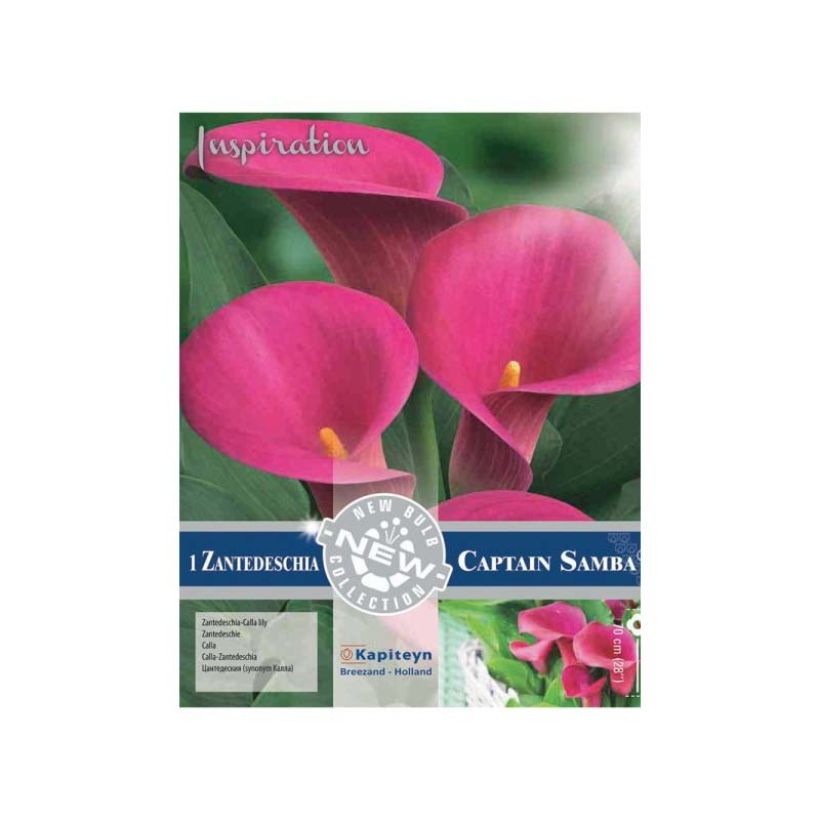 Zantedeschia elliottiana Captain Samba - Calla Lily (Flowering)