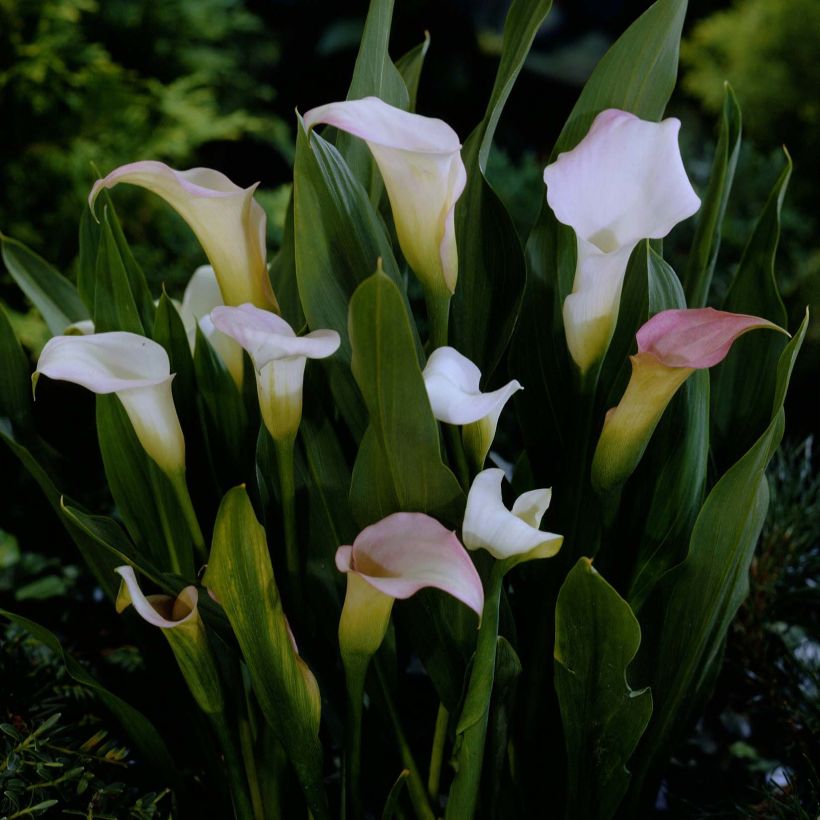 Zantedeschia elliottiana Crystal Blush - Calla Lily (Flowering)