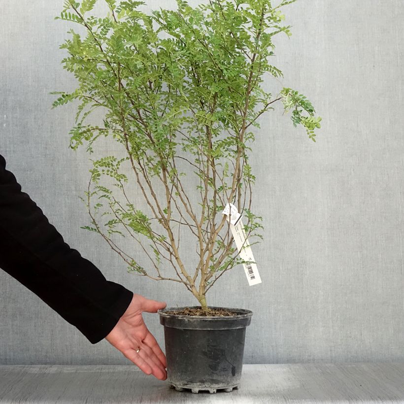 Zanthoxylum beecheyanum  3L/4L pot sample as delivered in autumn