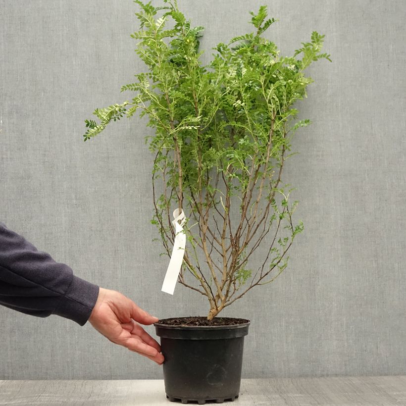 Zanthoxylum beecheyanum  3L/4L pot sample as delivered in summer