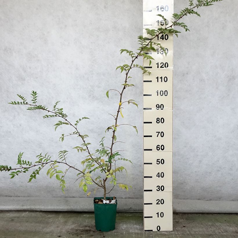 Zanthoxylum coreanum 4L/5L pot sample as delivered in summer