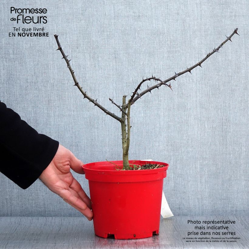Zanthoxylum schinifolium 3L/4L pot sample as delivered in autumn