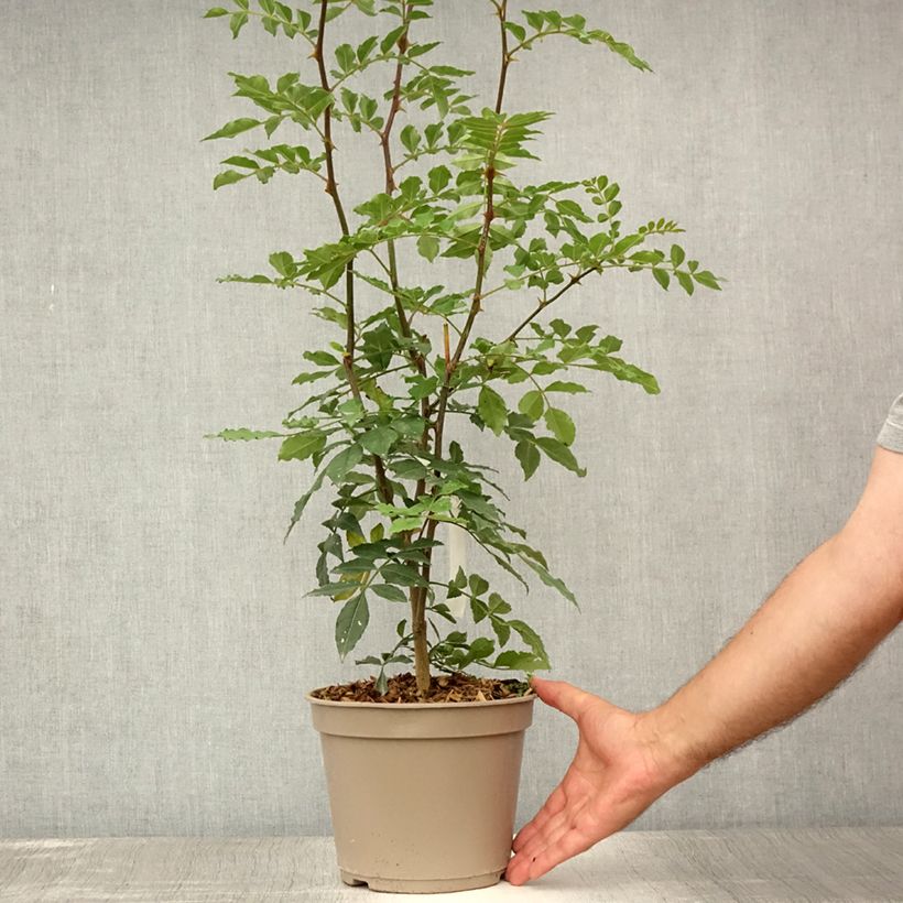 Zanthoxylum simulans 2L/3L pot sample as delivered in summer