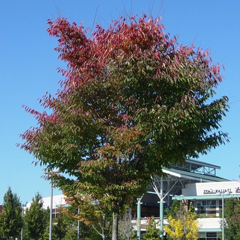 Zelkova serrata Green Vase (Plant habit)