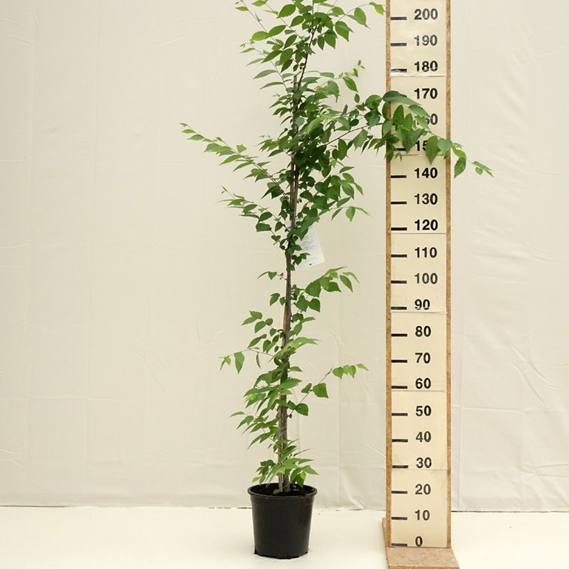 Zelkova serrata 7.5L/10L pot sample as delivered in spring