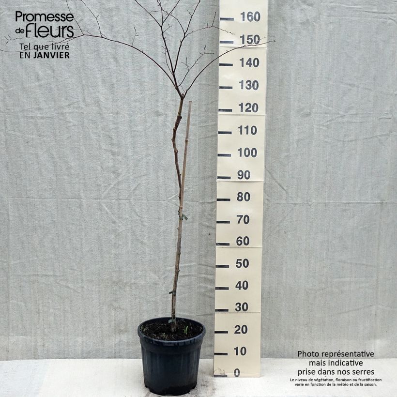 Zelkova serrata Variegata 7.5L/10L pot sample as delivered in winter