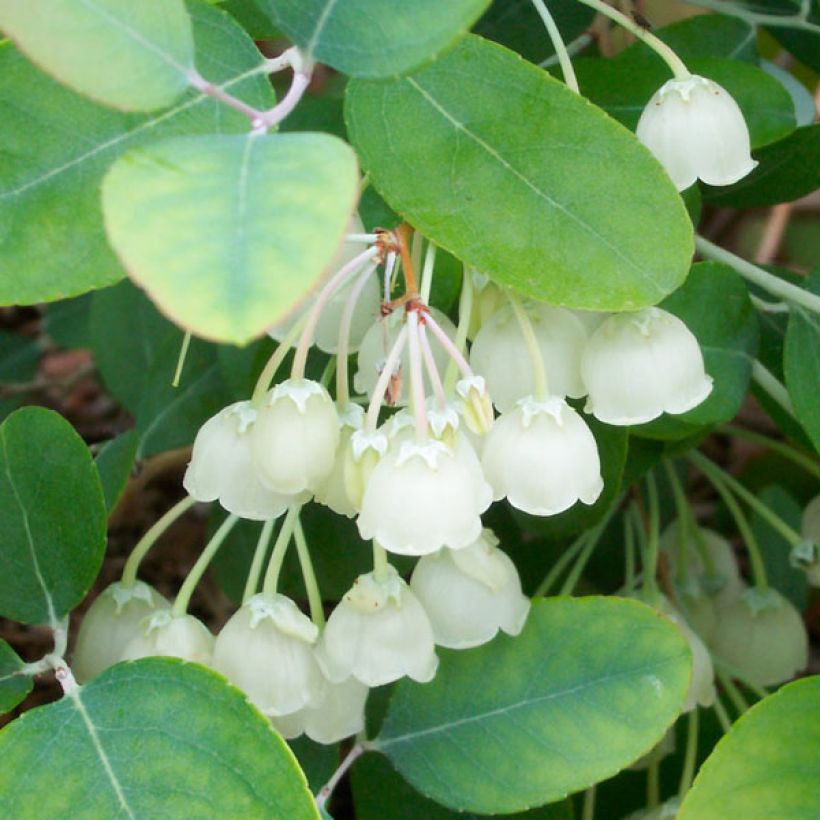 Zenobia pulverulenta Blue Sky (Foliage)