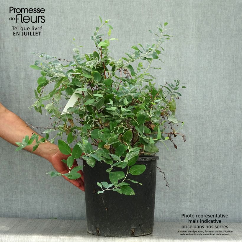 Zenobia pulverulenta Blue Sky 7.5L/10L pot sample as delivered in summer