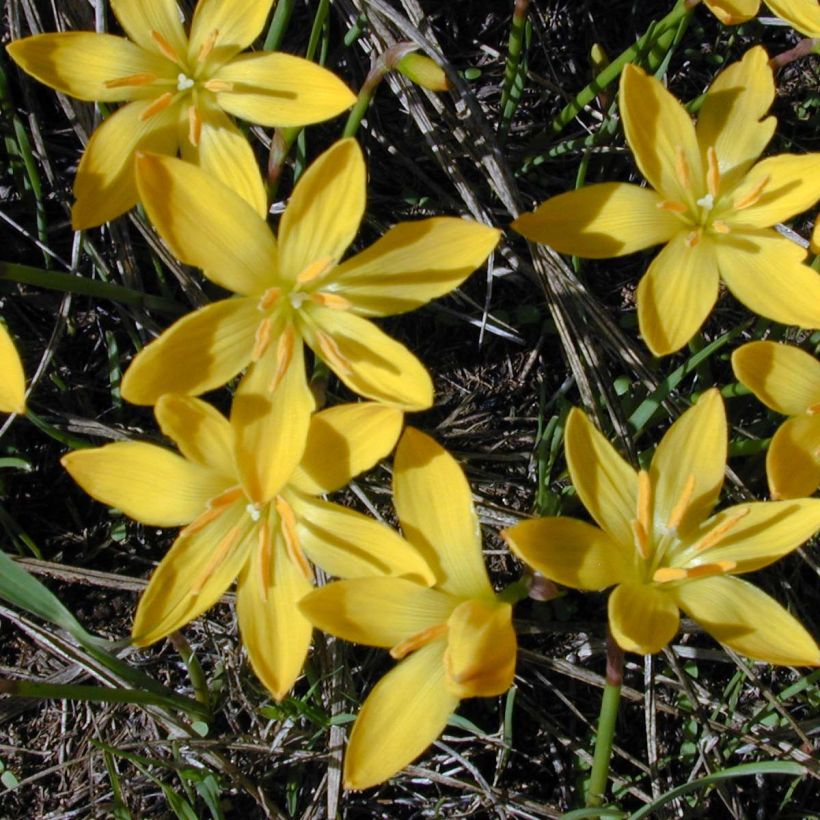 Zephyranthes citrina (Flowering)